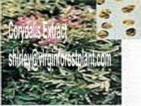 Corydalis Extract (Shirley At Virginforestplant Dot Com)